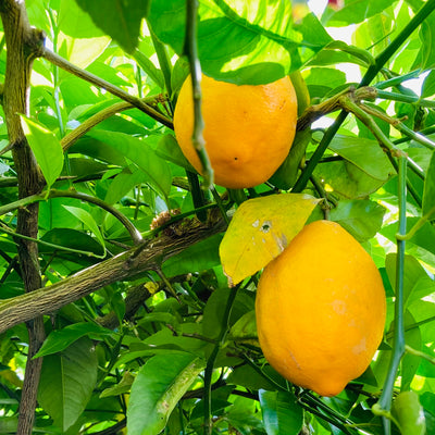 The Perfect House With a Lemon Tree - Citrus Sage Scent